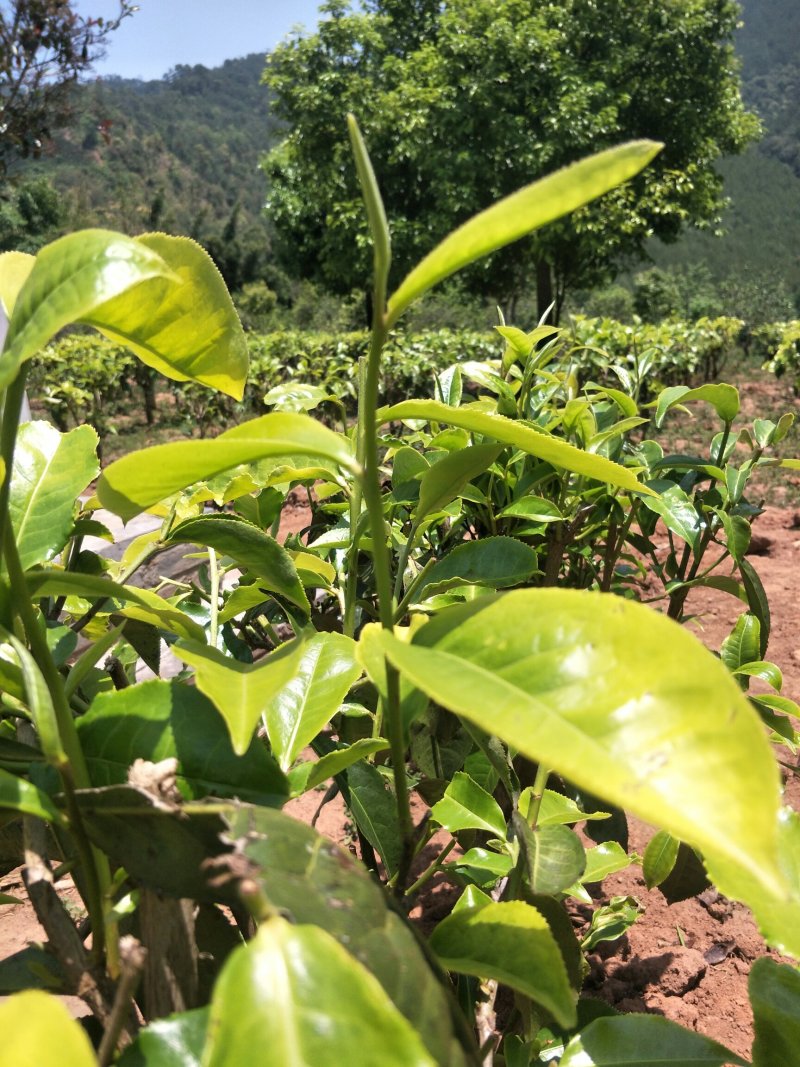 茶叶，白豪银针芽尖单芽