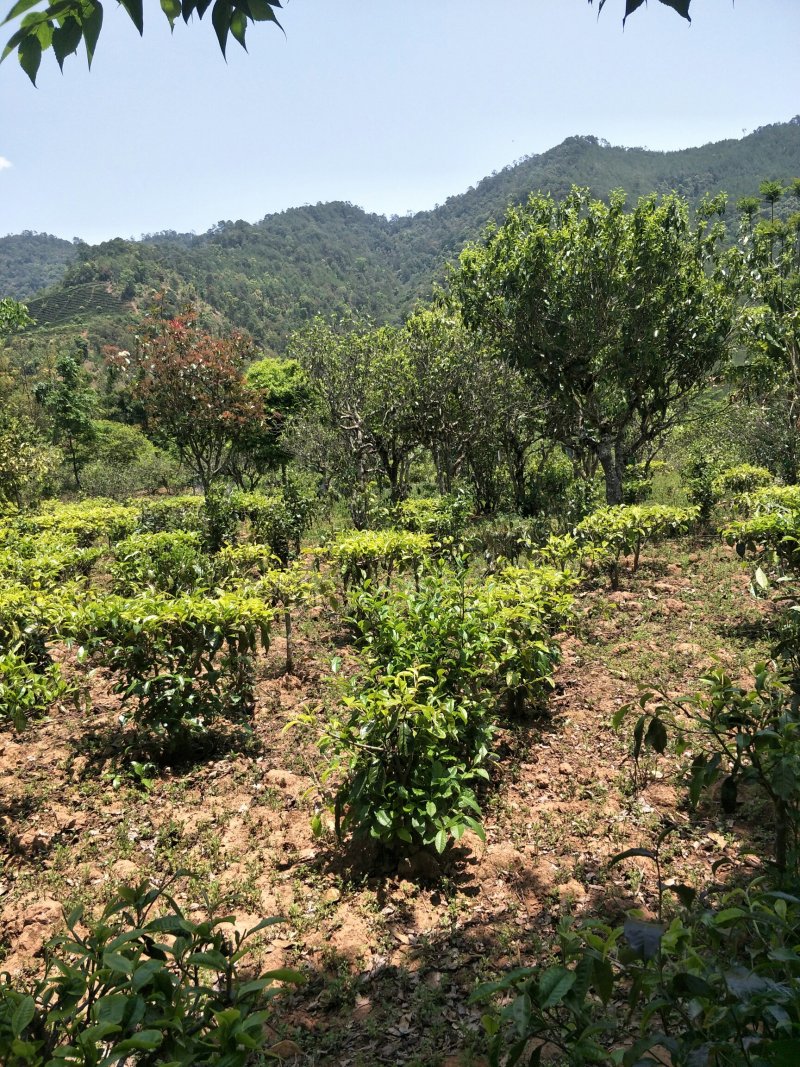茶叶，白豪银针芽尖单芽