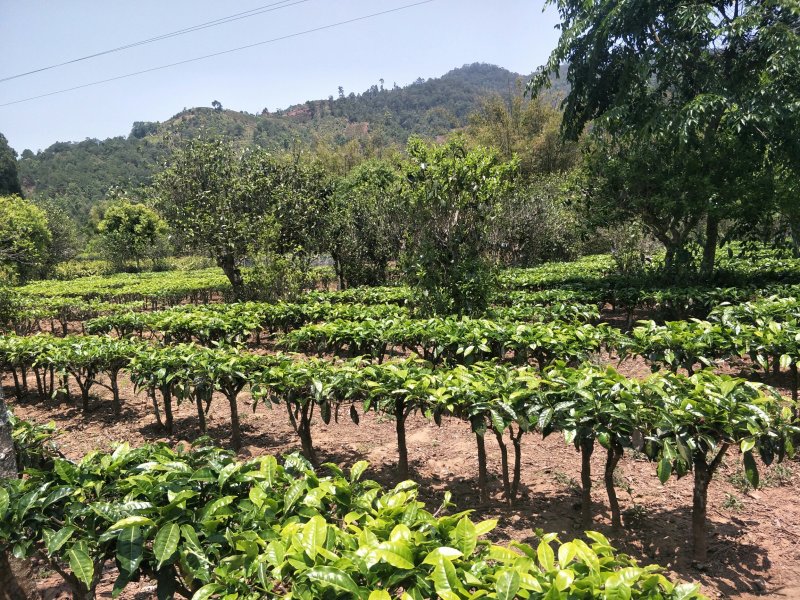 茶叶，白豪银针芽尖单芽