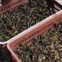 优质虾苗供应，种虾供应