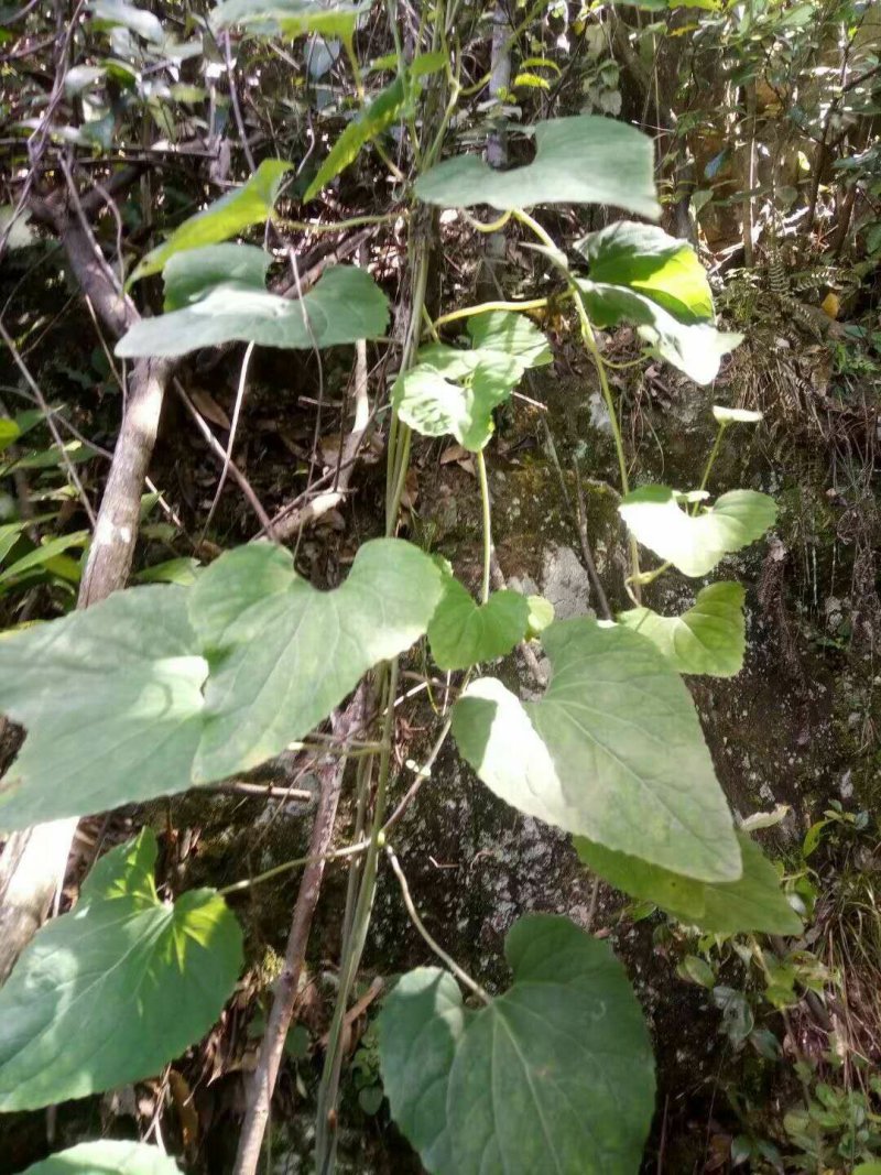 野生土党参