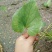 野生土党参