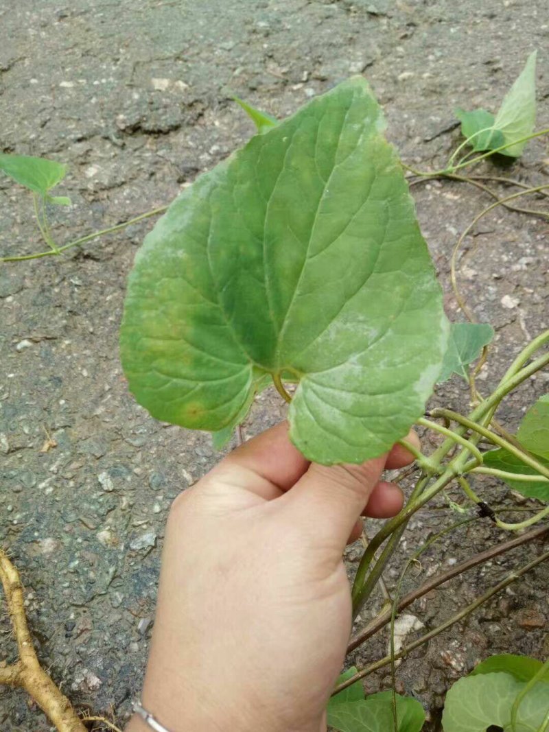 野生土党参