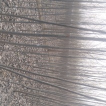 107杨树苗