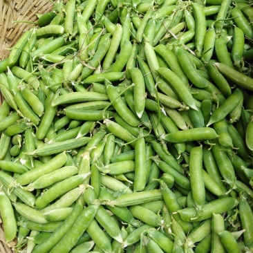 豌豆大量上市货源充足价格美丽欢迎来电咨询