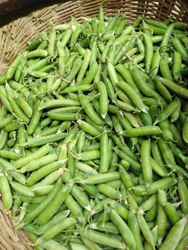 豌豆大量上市货源充足价格美丽欢迎来电咨询