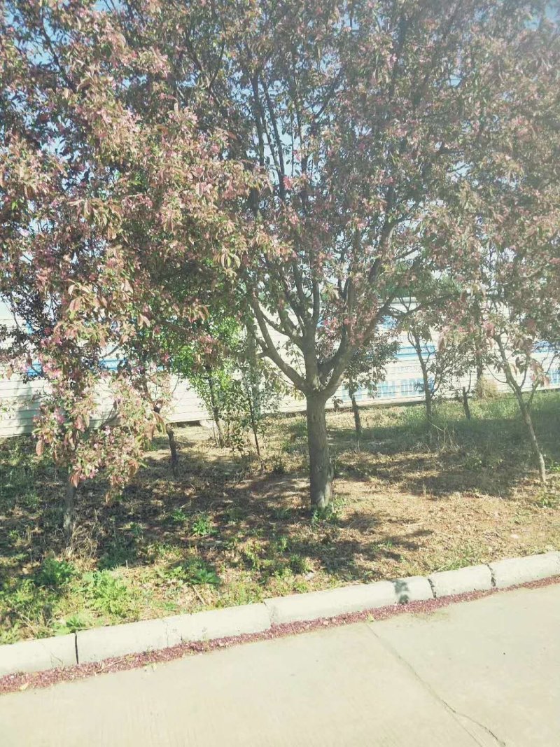 绚丽海棠