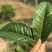 茶叶，单芽红茶