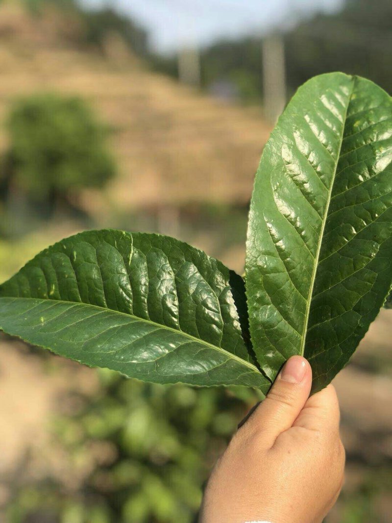 茶叶，单芽红茶