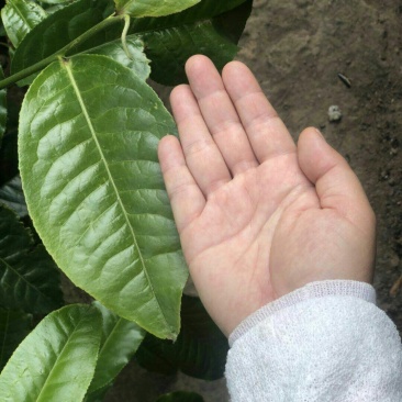 茶叶，单芽红茶