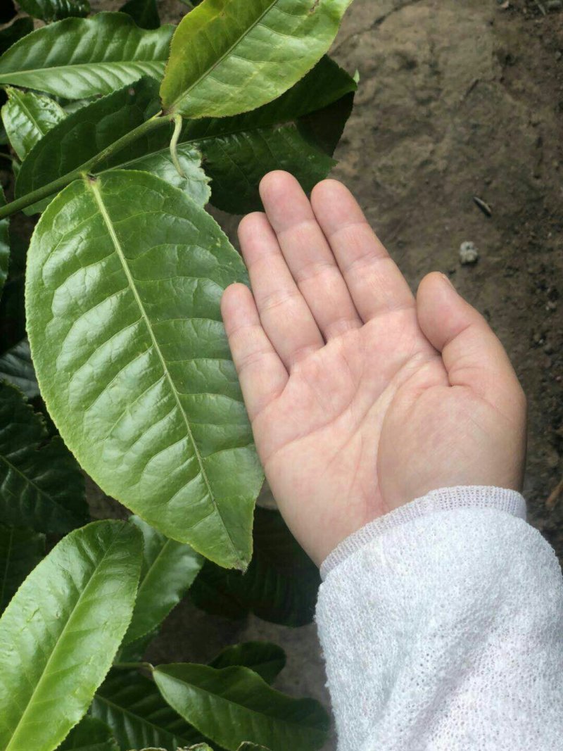 茶叶，单芽红茶