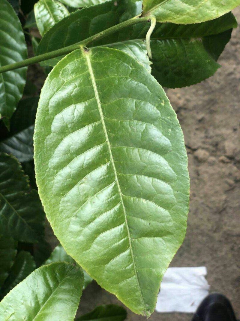 茶叶，单芽红茶