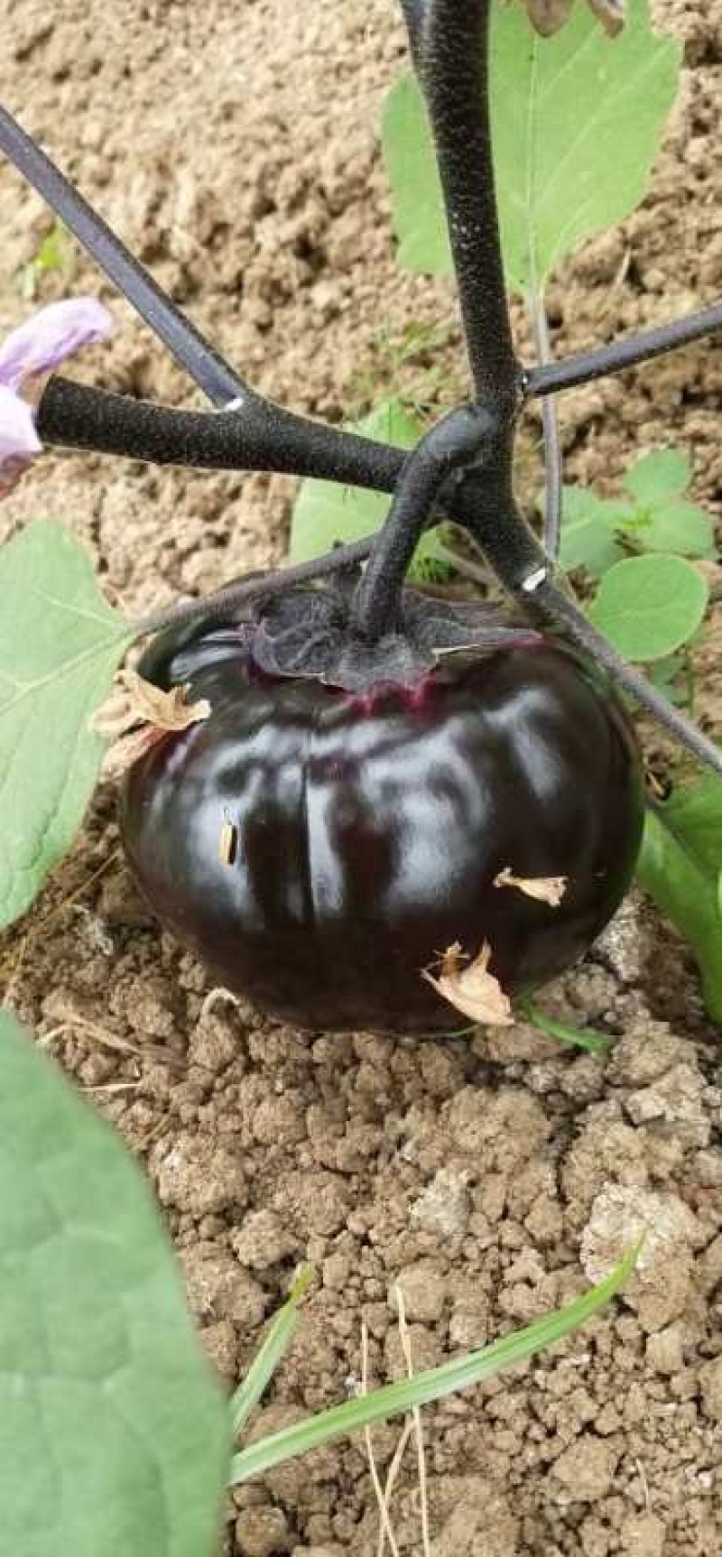 本地晚茄子开始大量上市，质量保证，价格合适
