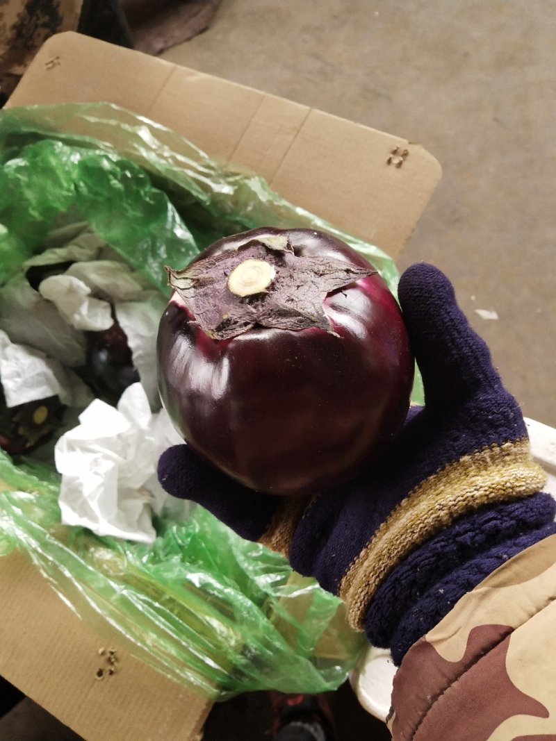 本地晚茄子开始大量上市，质量保证，价格合适