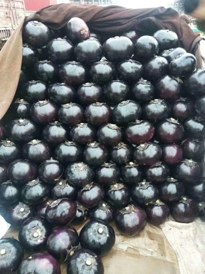 本地晚茄子开始大量上市，质量保证，价格合适