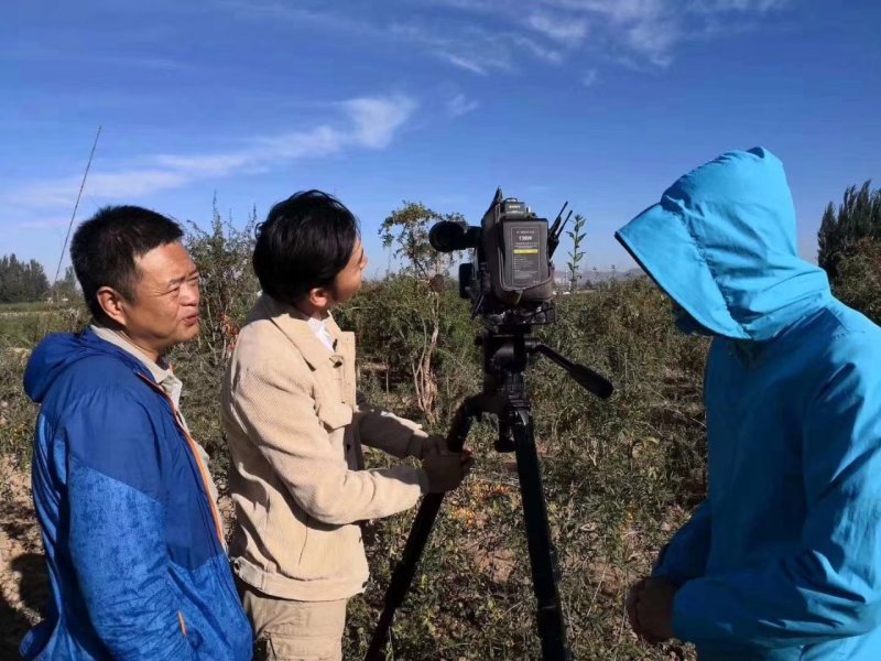包邮价野生黑枸杞