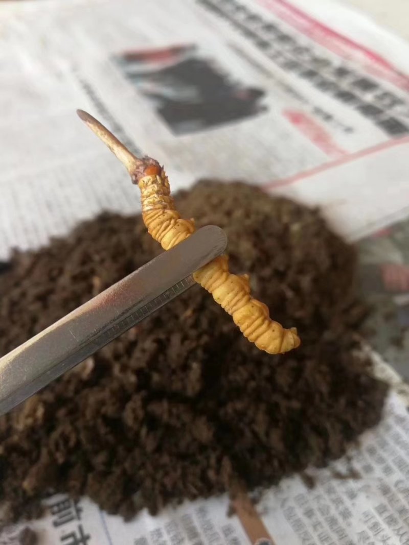 新鲜虫草不满意可退货