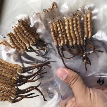 新鲜虫草不满意可退货