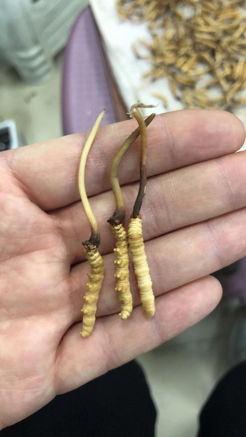 新鲜虫草不满意可退货