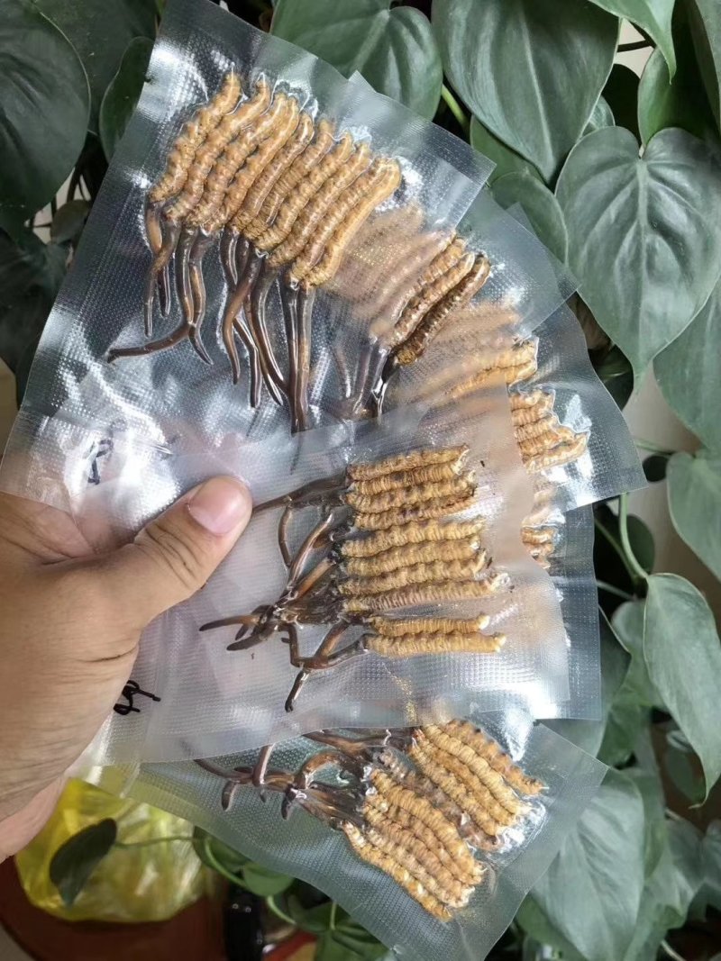 新鲜虫草不满意可退货