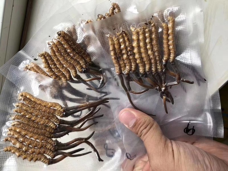 新鲜虫草不满意可退货