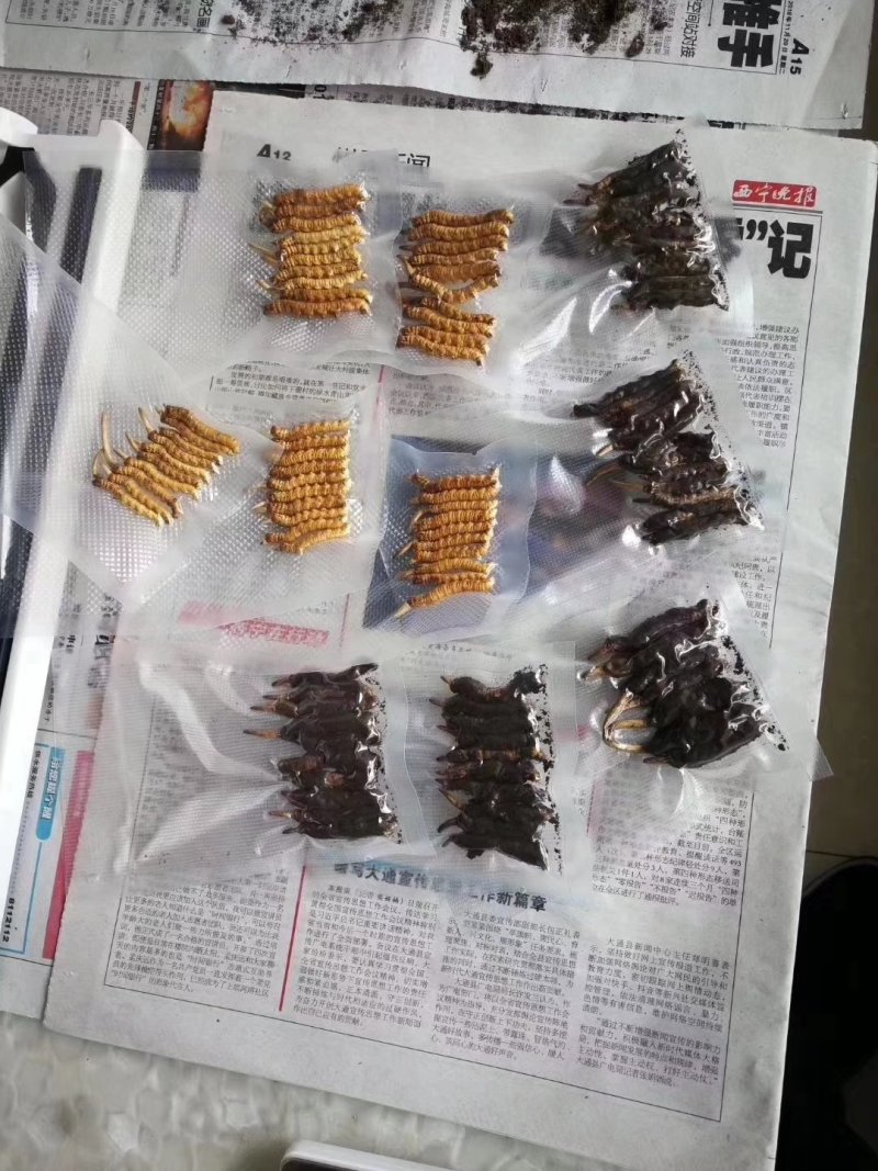新鲜虫草不满意可退货