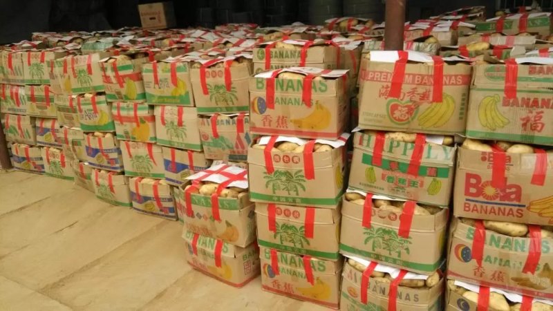 山东肥城荷兰十五土豆土豆黄瓤，大棚新土豆大量供应全国发货