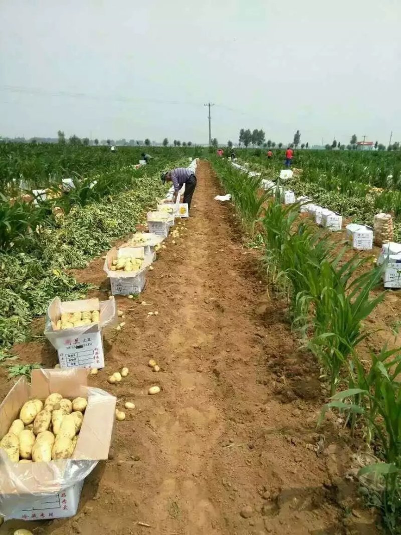 山东肥城荷兰十五土豆土豆黄瓤，大棚新土豆大量供应全国发货