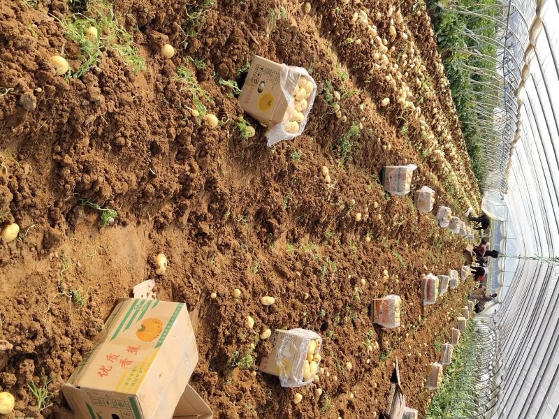 山东肥城荷兰十五土豆土豆黄瓤，大棚新土豆大量供应全国发货