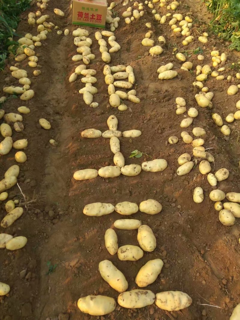 山东肥城荷兰十五土豆土豆黄瓤，大棚新土豆大量供应全国发货