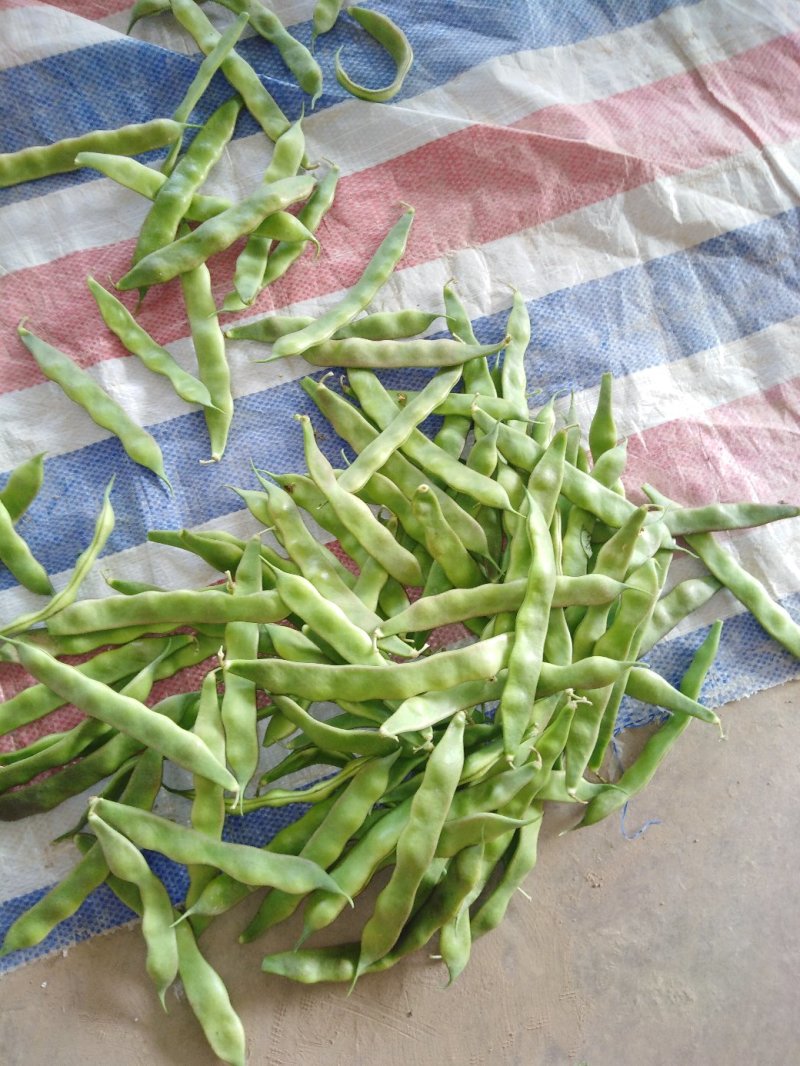 油豆角紫花油豆万亩基地产地直销保质保量