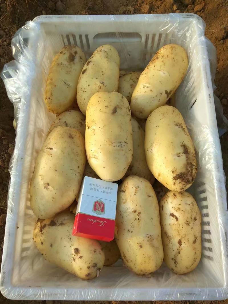 《推荐》大棚新土豆，黄皮黄瓤荷兰十五土豆基地大量出货