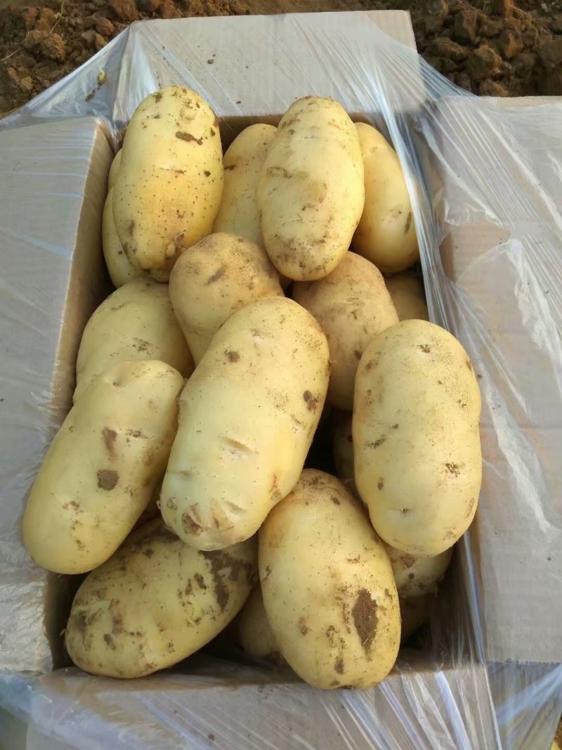 《推荐》大棚新土豆，山东肥城，黄皮黄瓤土豆基地大量出货，