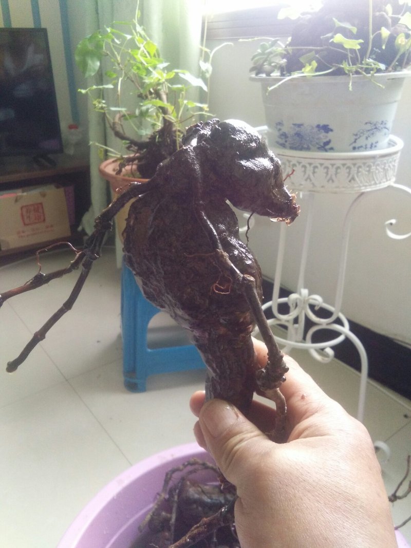 精品下山何首乌盆栽何首乌盆栽