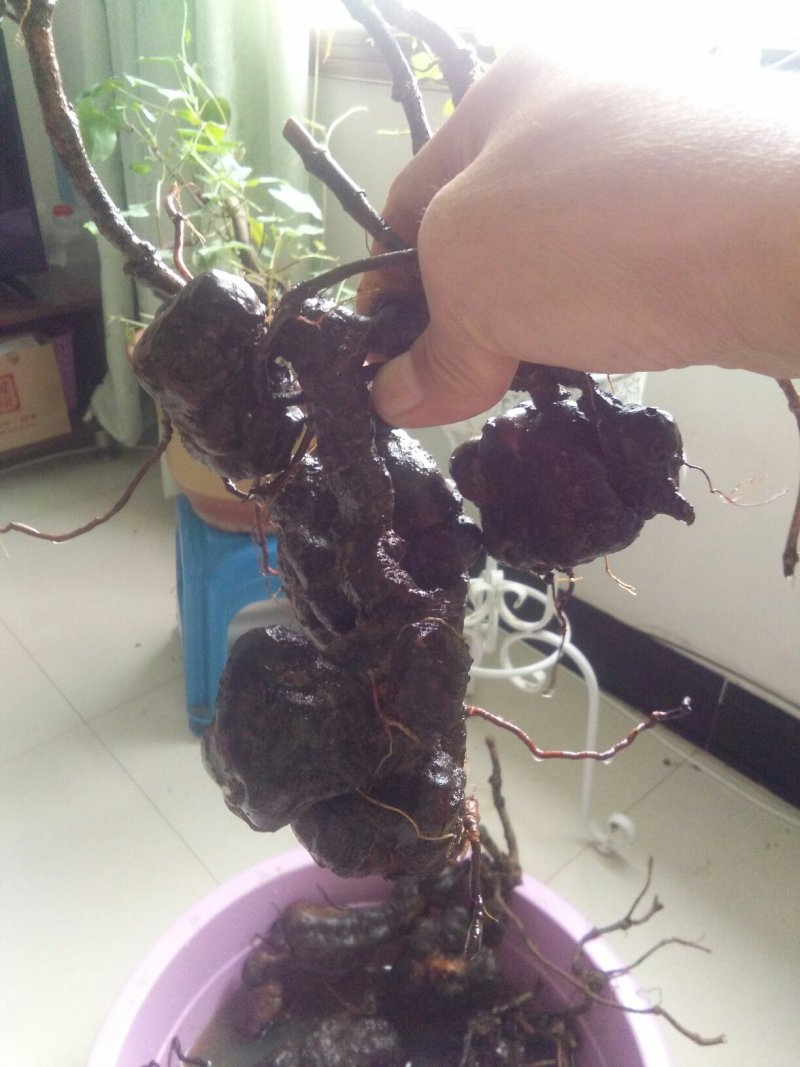 精品下山何首乌盆栽何首乌盆栽