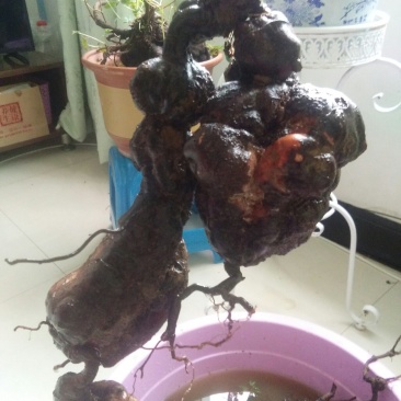 精品下山何首乌盆栽何首乌盆栽