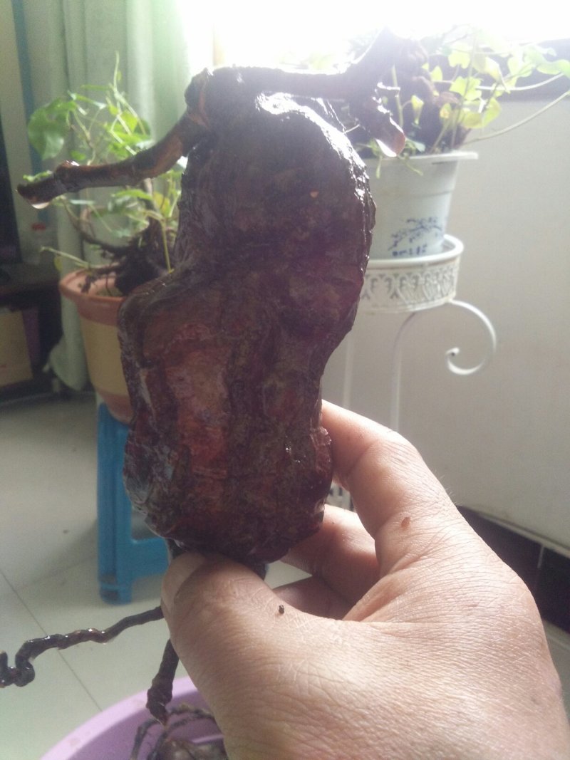 精品下山何首乌盆栽何首乌盆栽