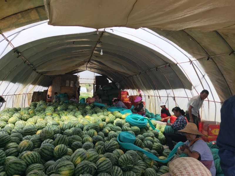 云南西瓜麒麟西瓜甜王产地直发，大棚西瓜大量上市