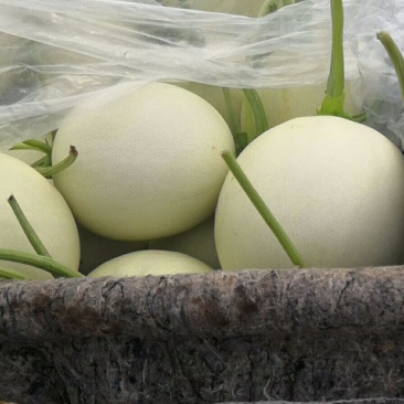 头茬冰清玉菇（奶香蜜）甜瓜软糯香甜，支持一件代发