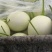 头茬冰清玉菇（奶香蜜）甜瓜软糯香甜，支持一件代发
