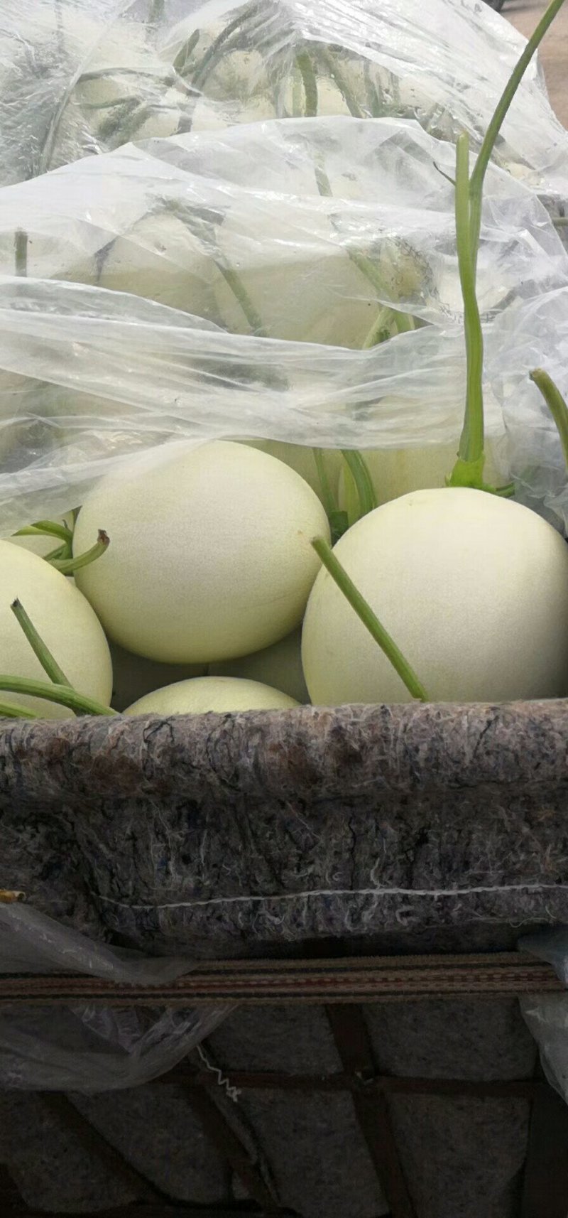 头茬冰清玉菇（奶香蜜）甜瓜软糯香甜，支持一件代发