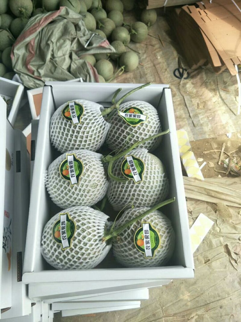 头茬冰清玉菇（奶香蜜）甜瓜软糯香甜，支持一件代发