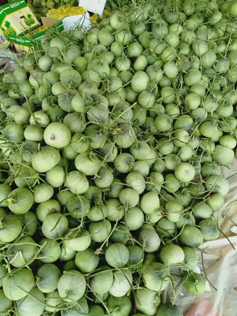 头茬冰清玉菇（奶香蜜）甜瓜软糯香甜，支持一件代发