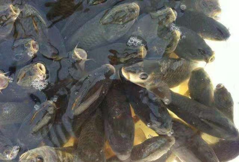 精品热销草鱼苗质量好可提供技术支持保成活