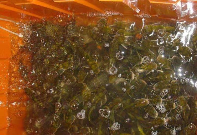 精品热销草鱼苗质量好可提供技术支持保成活