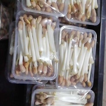 花生芽大量供应，福建地区教花生芽水培，基质撒播技术