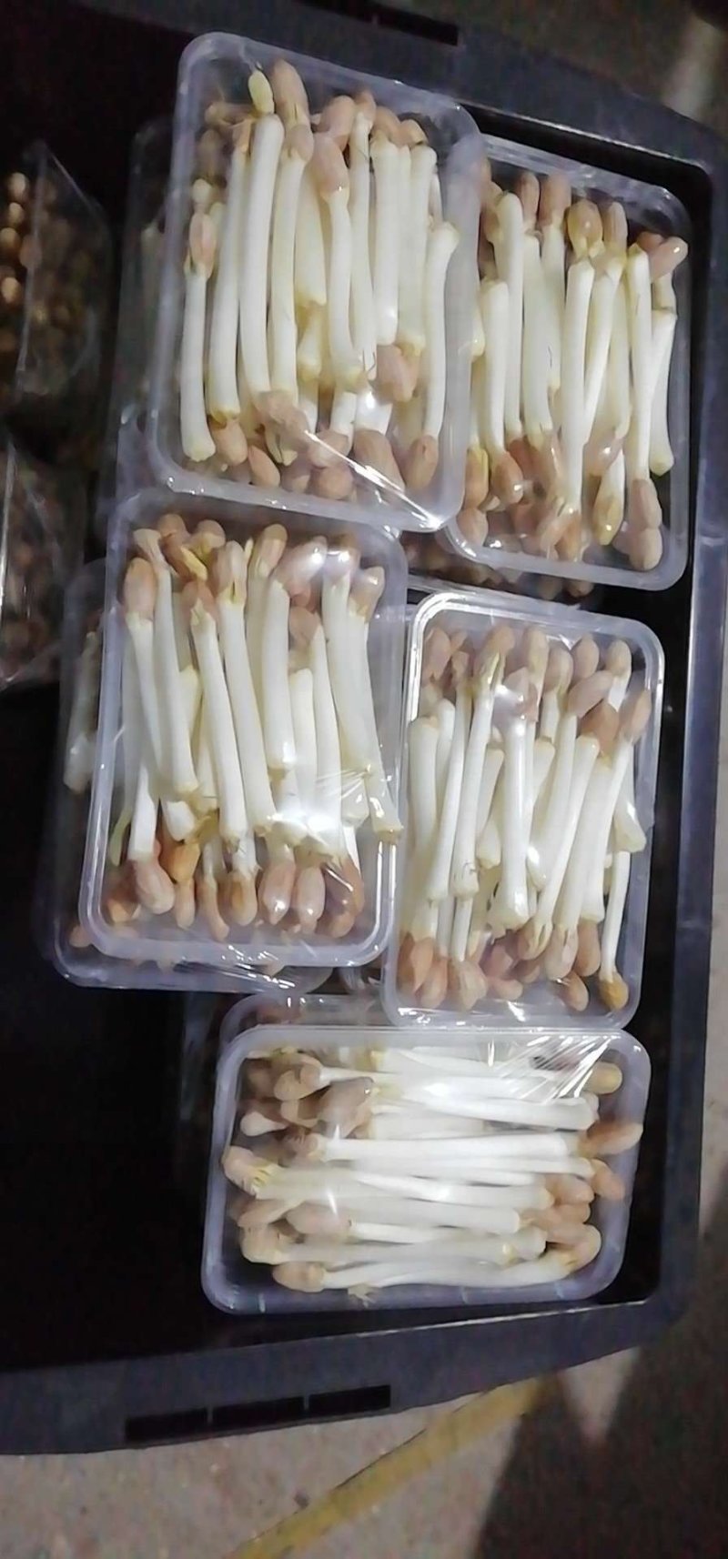 花生芽大量供应，福建地区教花生芽水培，基质撒播技术
