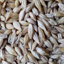 大麦，法国大麦，容重620以上，水份13以内，杂质2以内