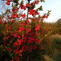 木瓜海棠耐寒耐旱耐脊薄，花期50天，4月中旬开花