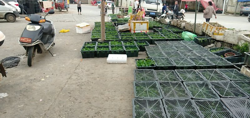 百香果苗台农一号，大量出苗，基地直发全国发货，量大从优